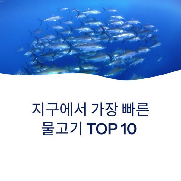 바다에서 가장 빠른 물고기