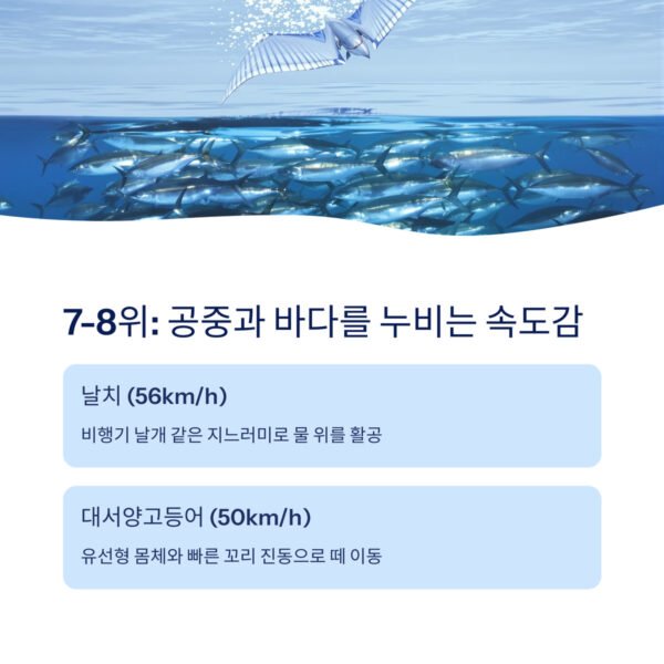바다에서 가장 빠른 물고기