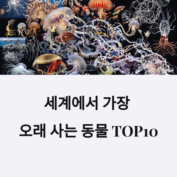 오래사는동물