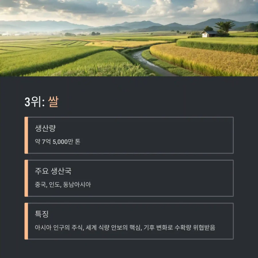 2025년 세계에서 가장 많이 재배되는 곡물 TOP 쌀