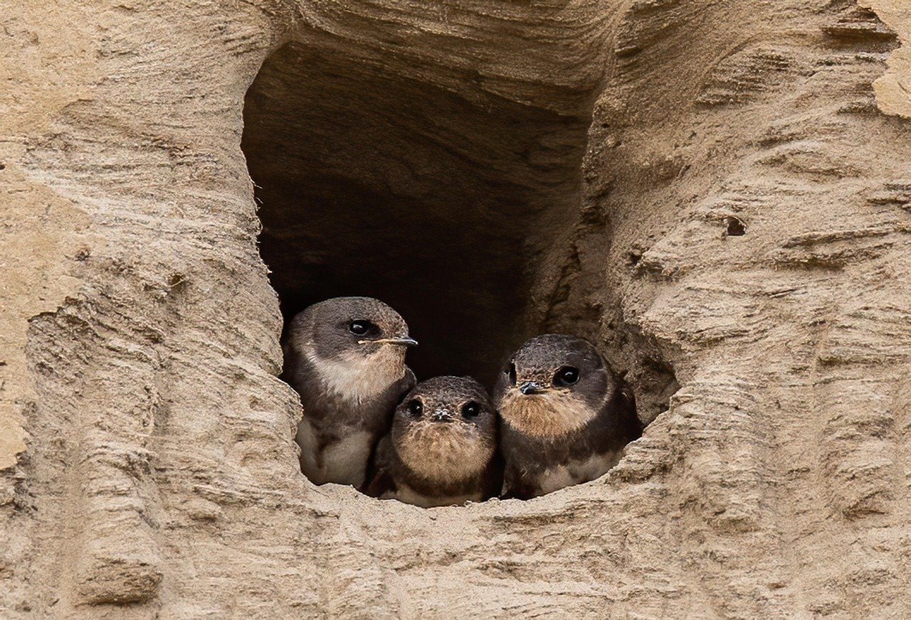 아스톤 마틴 라피드의 매력을 알아보자 9 아스톤 마틴 라피드