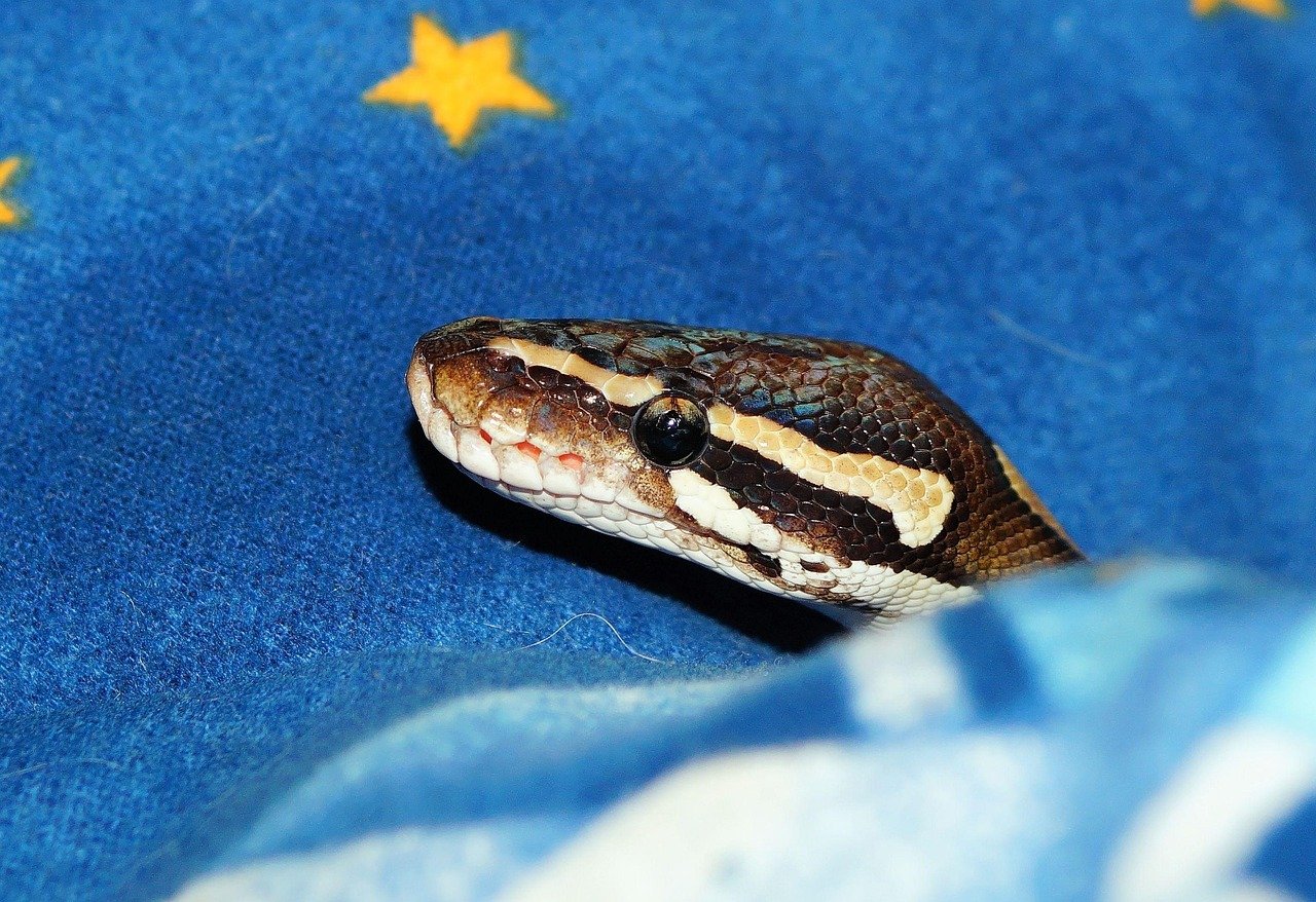 모하비 여행을 위한 필수 체크리스트 알아보자 1 모하비