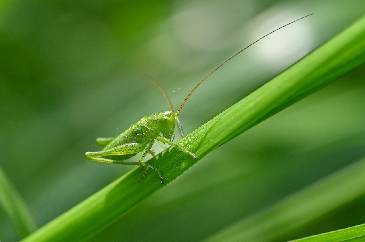 쌀통에 생기는 벌레, 마늘과 산초가 특효 8 쌀통에 생기는 벌레, 마늘과 산초가 특효