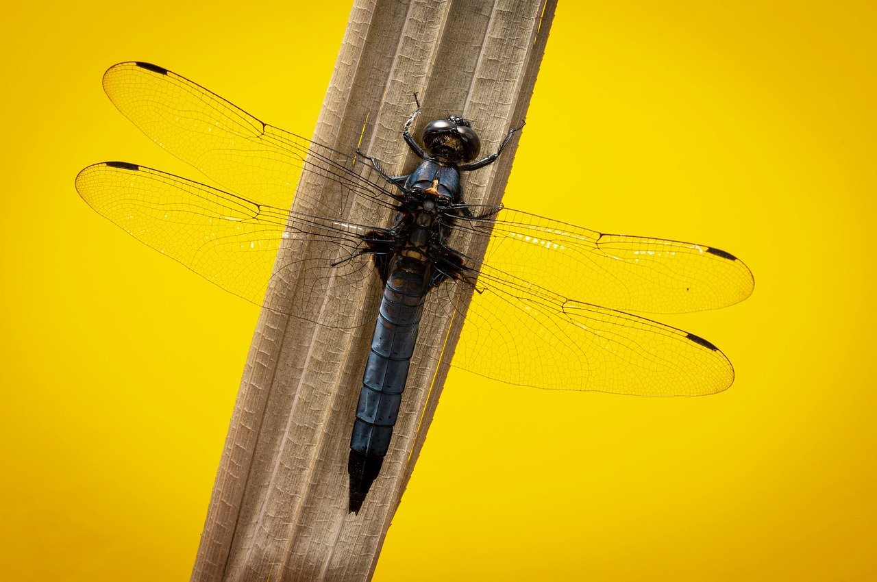 칼을 오래 쓰려면 꼭 피해야 할 습관 8 칼을 오래 쓰려면 꼭 피해야 할 습관