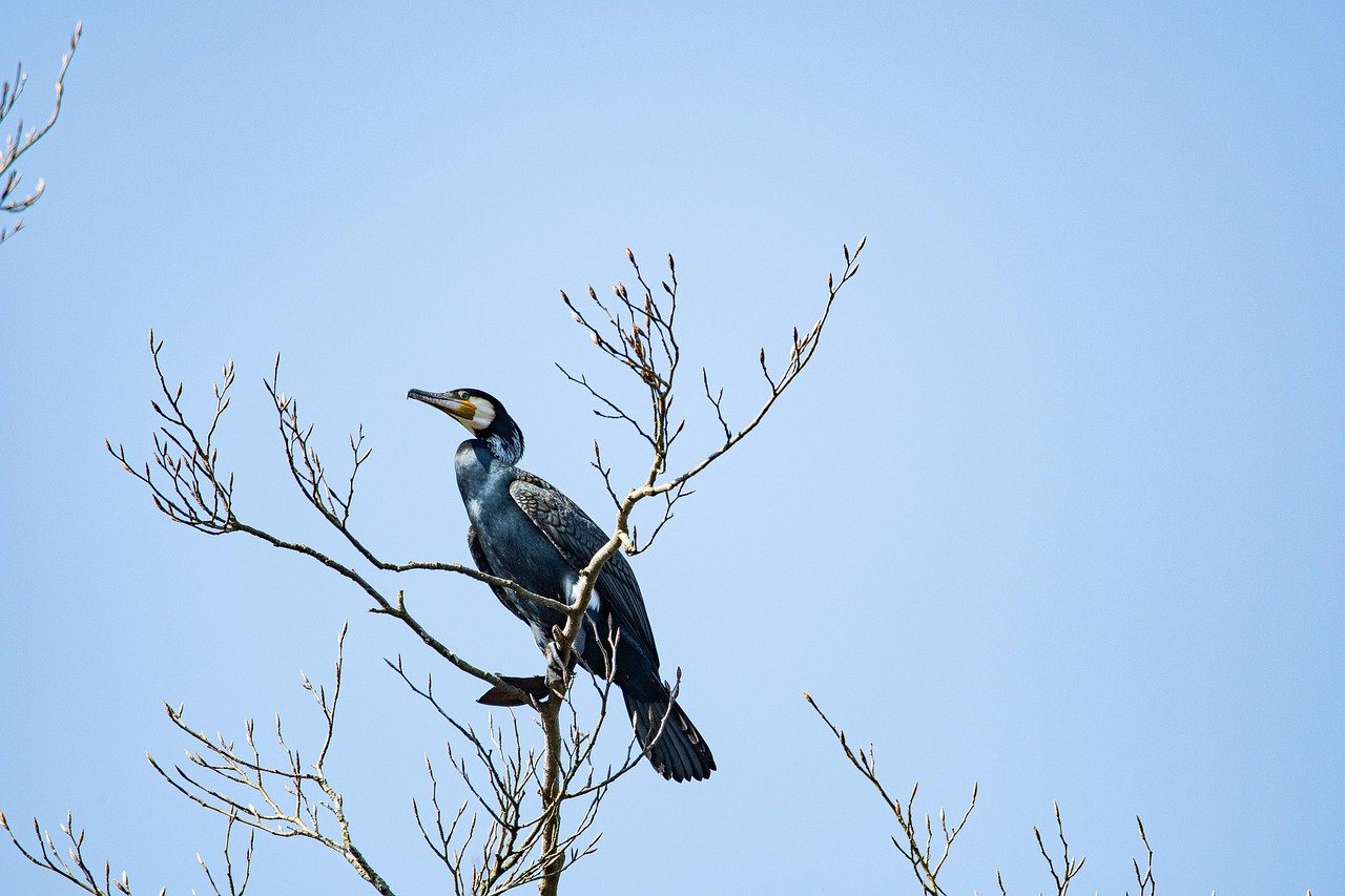넓은 셔츠, 양복 커버로 사용하면 끝내줘 8 넓은 셔츠, 양복 커버로 사용하면 끝내줘