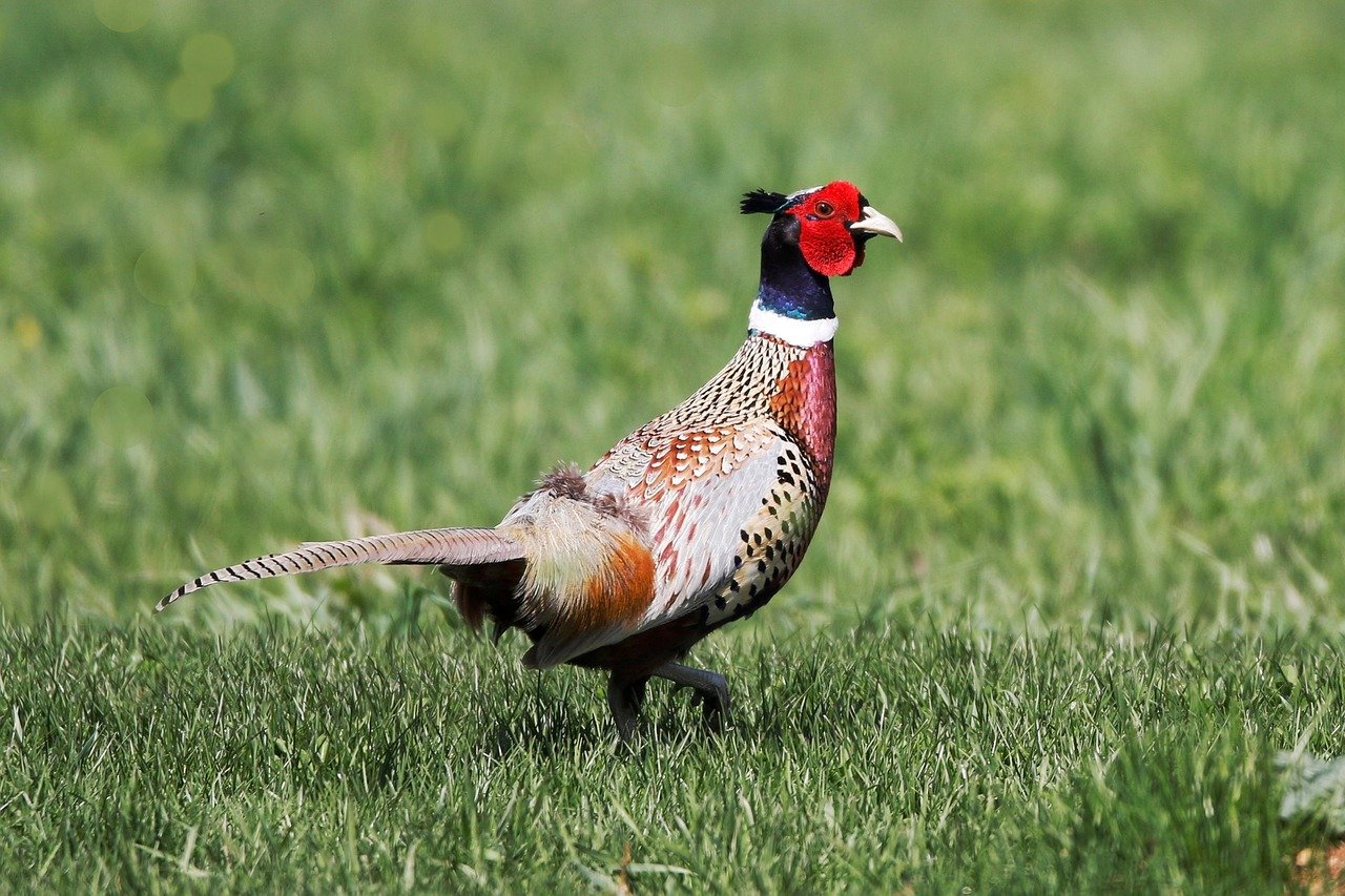 양말 추천, 발목양말 vs 중목양말 탄성 비교 6 양말 추천, 발목양말 vs 중목양말 탄성 비교