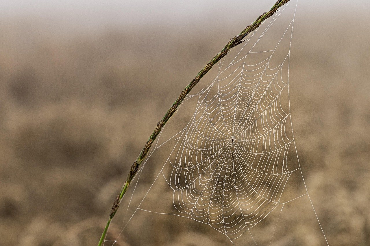 칫솔 추천, 미세모 vs 일반모 실사용 후기 8 칫솔 추천, 미세모 vs 일반모 실사용 후기