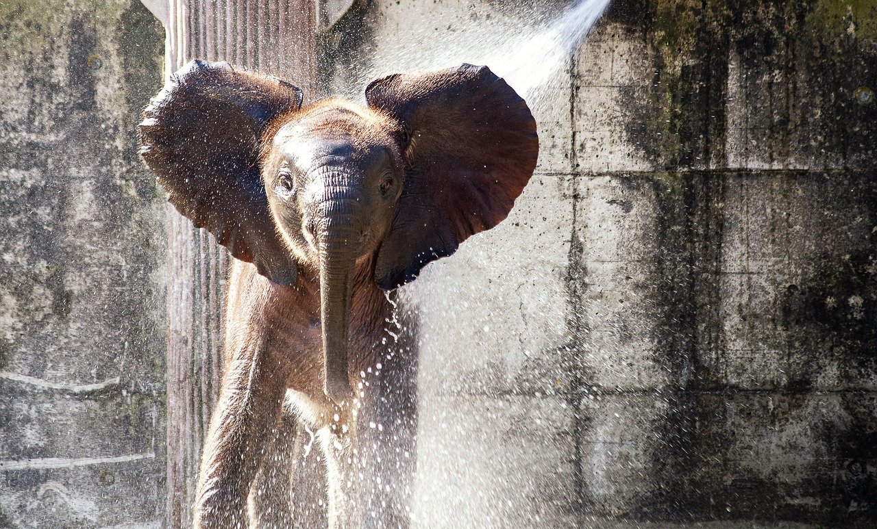 식기세척기의 물 분사 각도, 세척력에 영향 줄까? 10 식기세척기의 물 분사 각도, 세척력에 영향 줄까?
