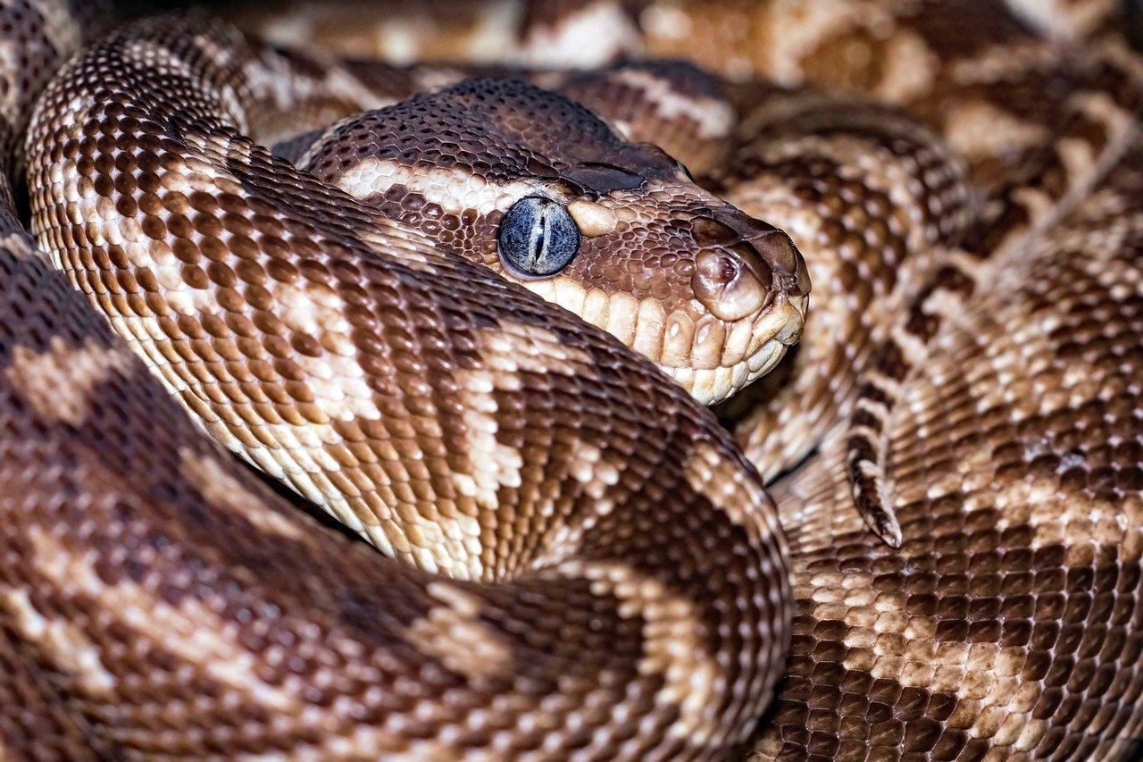 화상에는 뱀딸기 술이 압권 7 화상에는 뱀딸기 술이 압권