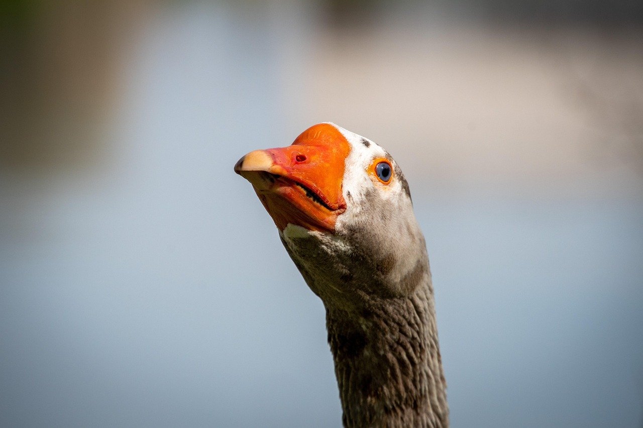스카프 활용법, 목에만 두르지 마세요 1 스카프 활용법 목에만 두르지 마세요