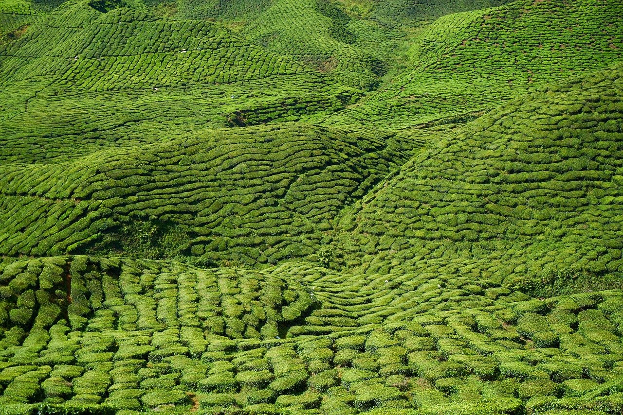 차, 맛과 향 제대로즐기려면 냉장고에 보관 1 차 맛과 향 제대로즐기려면 냉장고에 보관