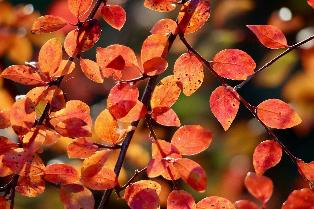 포스터의 탈색, 구두용 투명 와스로 1 포스터의 탈색 구두용 투명 와스로