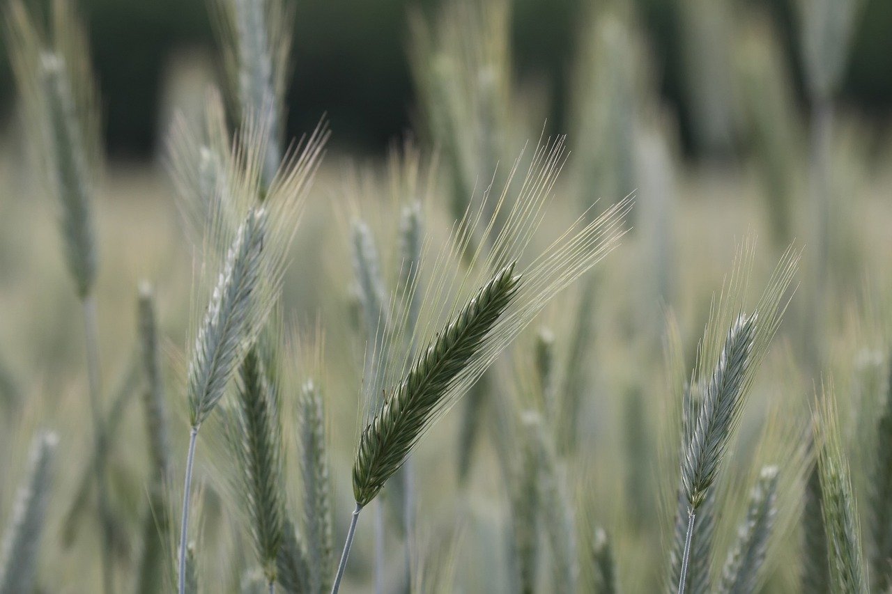 2026년 스마트팜 보조금 전격 신설! 미래 농업 혁신 기회 잡는 법 2 2026년 스마트팜 보조금 전격 신설 미래 농업 혁신 기회 잡는 법