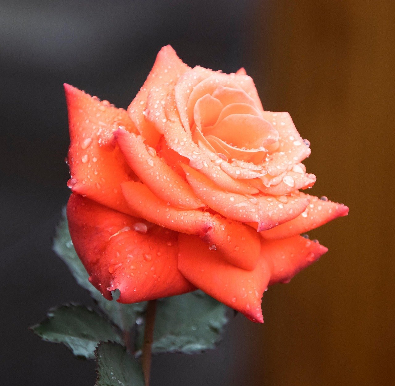 화분의 진딧물, 물로 제거하는 법 9 화분의 진딧물, 물로 제거하는 법