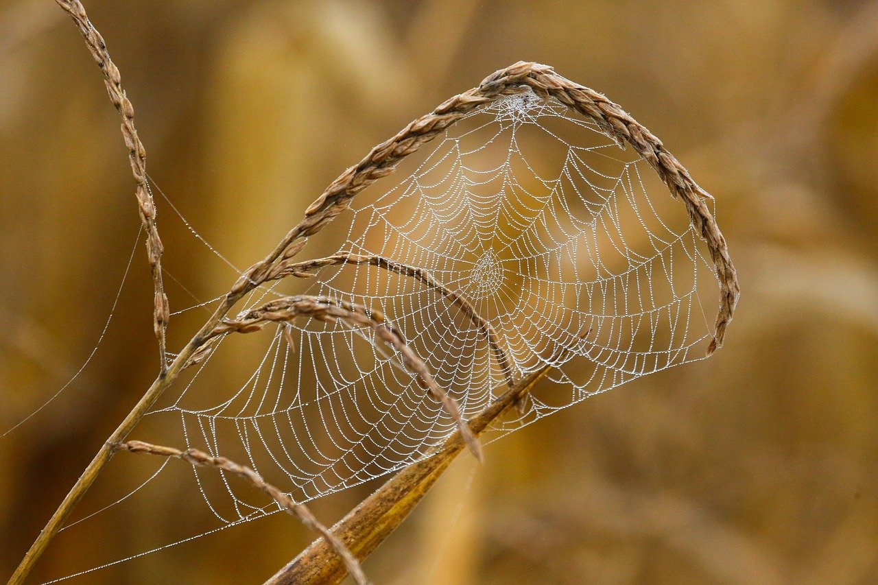 기죽은 이불솜, 한여름 밤이슬이 보약 5 기죽은 이불솜, 한여름 밤이슬이 보약