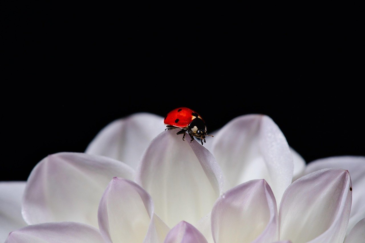 망고를 실온에서 익히는 이유 알아보자 4 망고는 왜 실온에서 익힐까? (키워드: 망고 익힘)