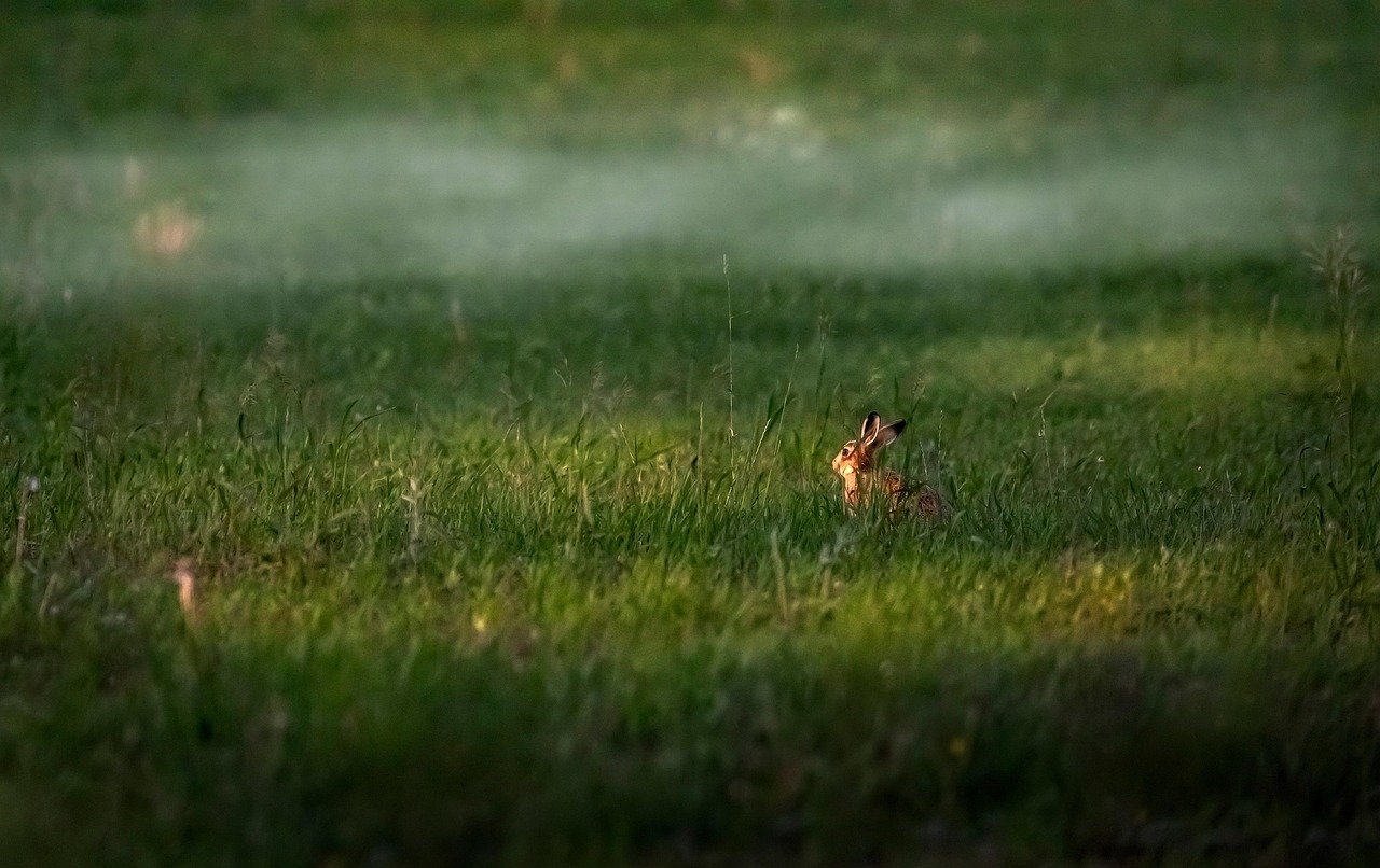 선인장은 왜 사막에서 물 없이 살아남을까? 4 선인장은 왜 사막에서 물 없이 살아남을까?