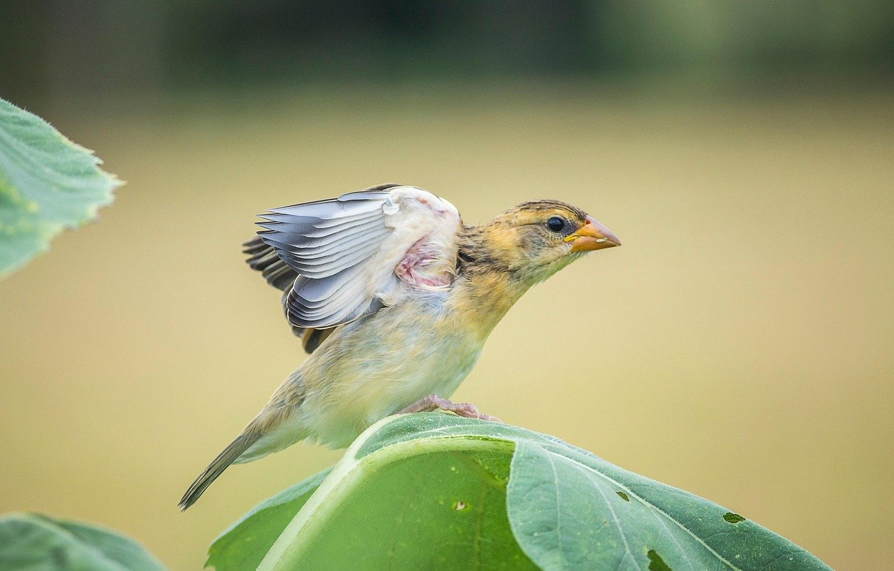 곰팡이제거제보다 좋은 천연 대체제는? 2 곰팡이제거제보다 좋은 천연 대체제는