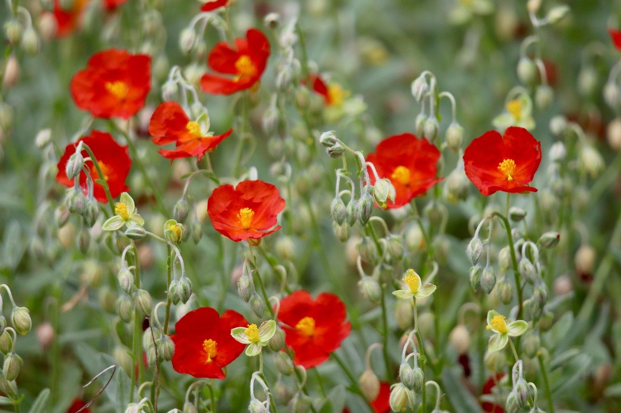 김밥의 인기 비결 살펴보자 2 김밥은 왜 한국에서 인기 있을까 키워드 김밥 인기