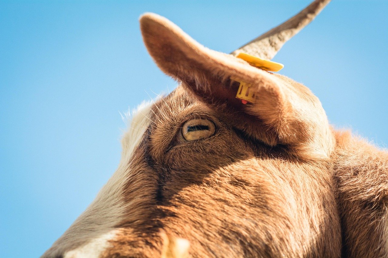 김치 유산균의 비밀을 알아보자 2 김치는 왜 유산균이 풍부할까 키워드 김치 유산균