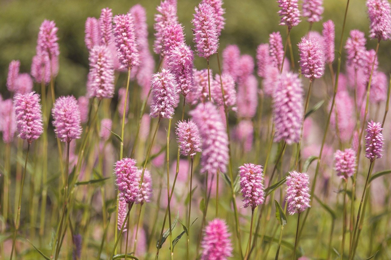 시금치의 철분 함량을 높이는 4가지 이유 알아보자 2 시금치는 왜 철분이 풍부할까 키워드 시금치 철분