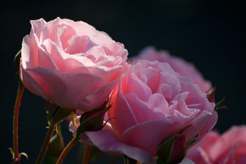 차 말림의 중요성 알아보기