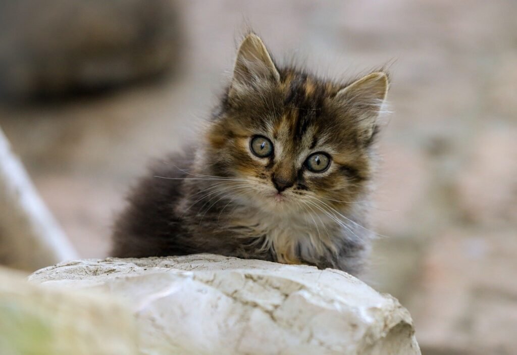 카페인 중독의 원인과 극복 방법 살펴보기