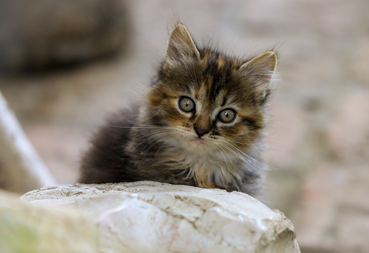 카페인 중독의 원인과 극복 방법 살펴보기 2 카페인은 왜 중독성이 있을까 키워드 카페인 중독