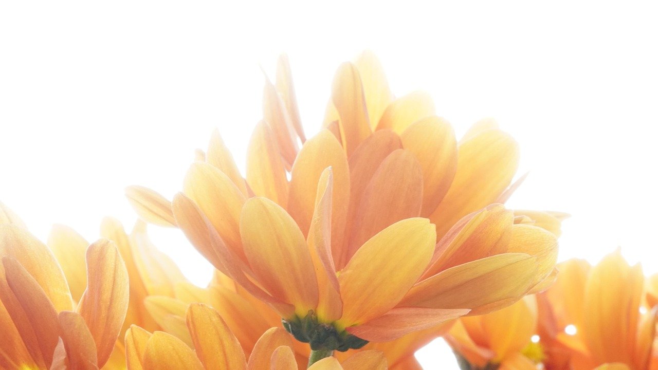 태국 망고 스티키 라스의 매력 알아보기 2 태국에서 왜 망고 스티키 라스를 먹을까 키워드 태국 망고 스티키 라스