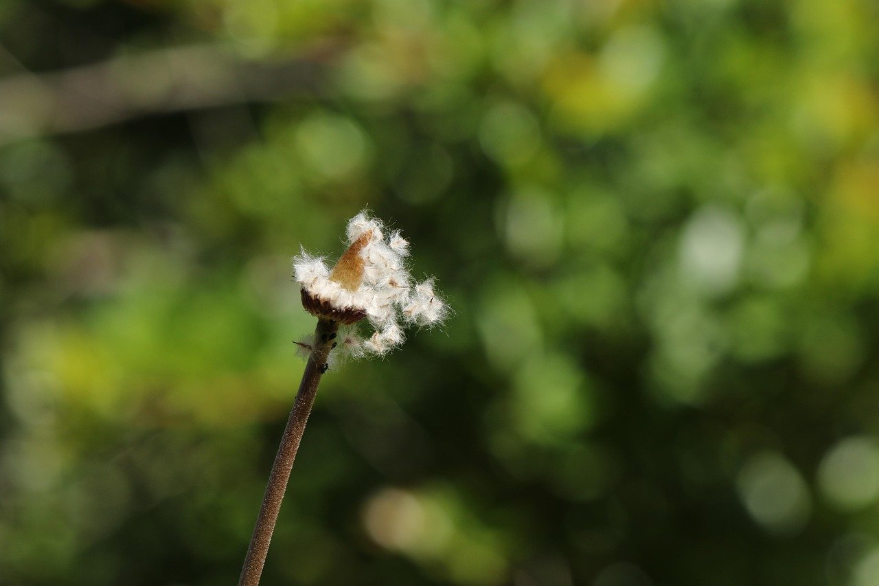 천만 관객 신화! 영화 '왕과 사는 남자 1300만'이 대한민국을 사로잡은 비결 15 섹션 2 이미지