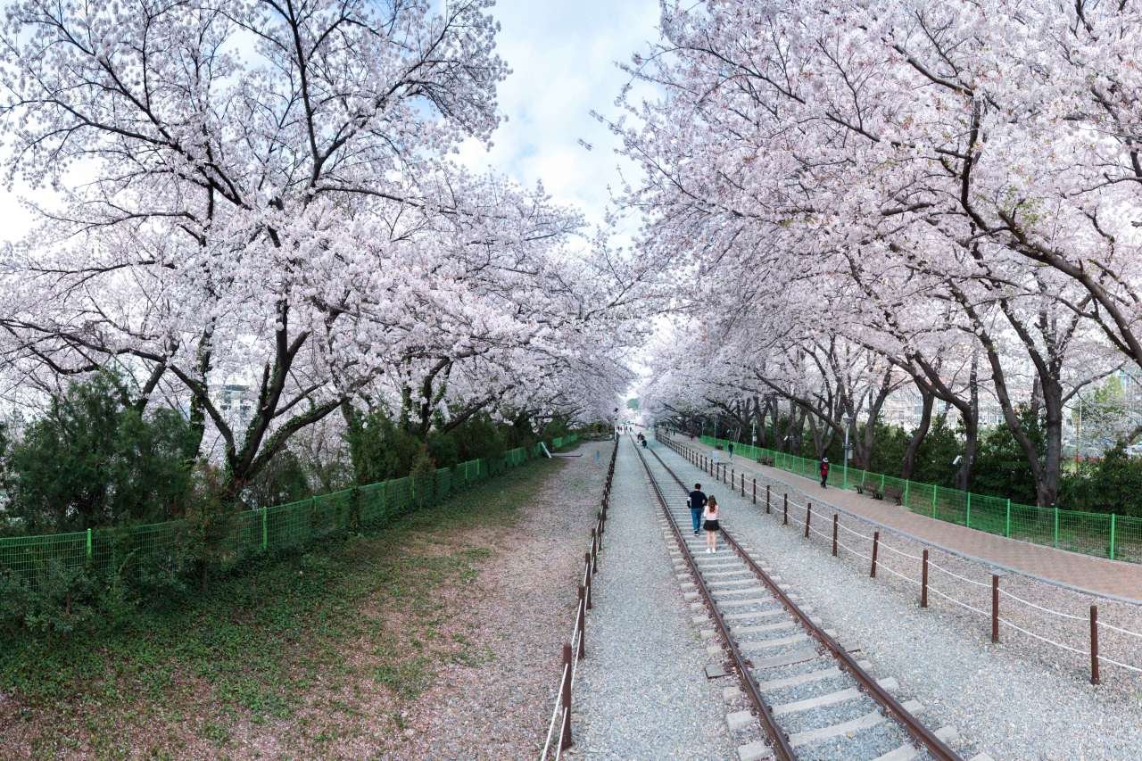 🌸2026 진해군항제 D-7! 인생 벚꽃 사진 건지는 필수 여행 코스 완벽 가이드 10 섹션 2 이미지