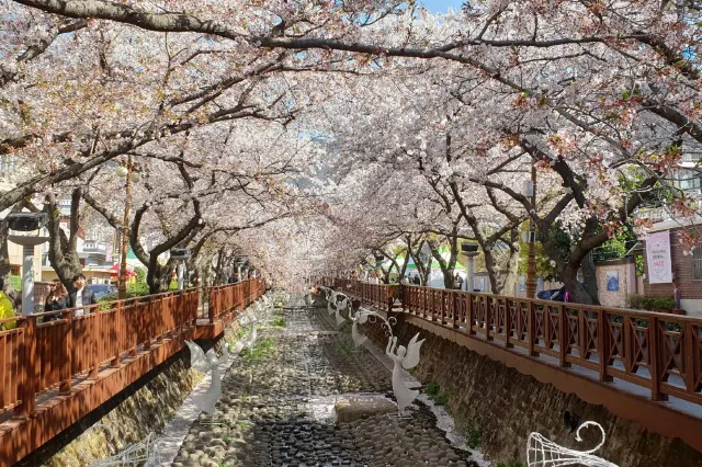 2026년 벚꽃 만개는 여기! 국내 벚꽃 절정 시기별 추천 명소와 여행 꿀팁 12 섹션 2 이미지