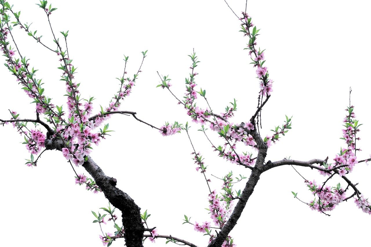 2026년 화담숲 수선화 축제, 제가 직접 다녀온 5가지 완벽 즐기기 비법! 12 섹션 1 이미지