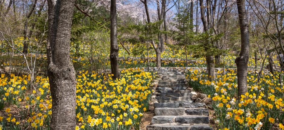 2026년 화담숲 수선화 축제, 제가 직접 다녀온 5가지 완벽 즐기기 비법! 11 섹션 1 이미지