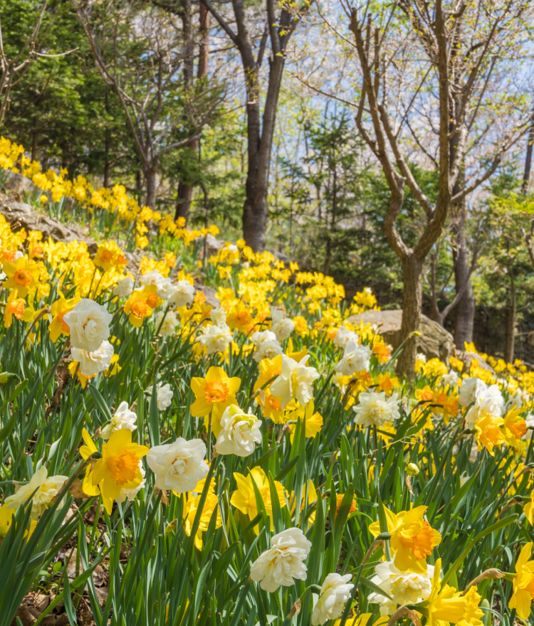 2026년 화담숲 수선화 축제, 제가 직접 다녀온 5가지 완벽 즐기기 비법! 13 섹션 2 이미지