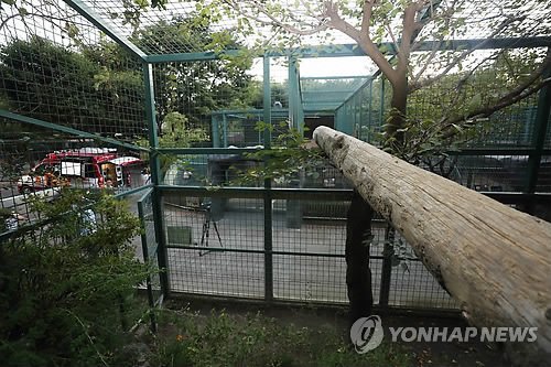 오월드 늑구 탈출: 6일간의 긴박한 추적, 새벽 대치 끝에 포획될까? 끝나지 않은 이야기 11 섹션 2 이미지