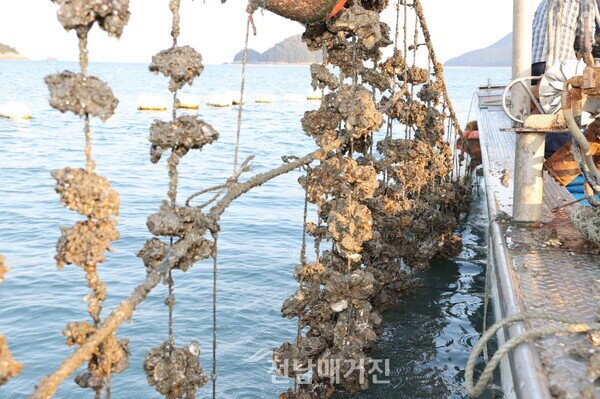 충격! 고흥 굴 양식장 임금 착취, '코리안 드림'을 앗아간 현대판 노예 실태를 파헤치다 9 섹션 1 이미지